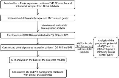 Identification of EMT-Related Gene Signatures to Predict the Prognosis of Patients With Endometrial Cancer